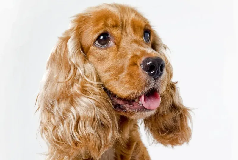 Cocker Spaniel