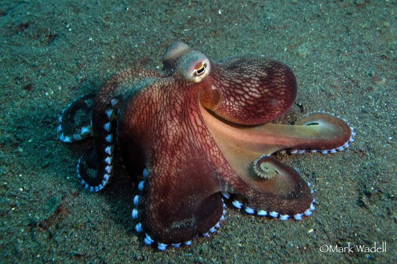 Coconut Octopus