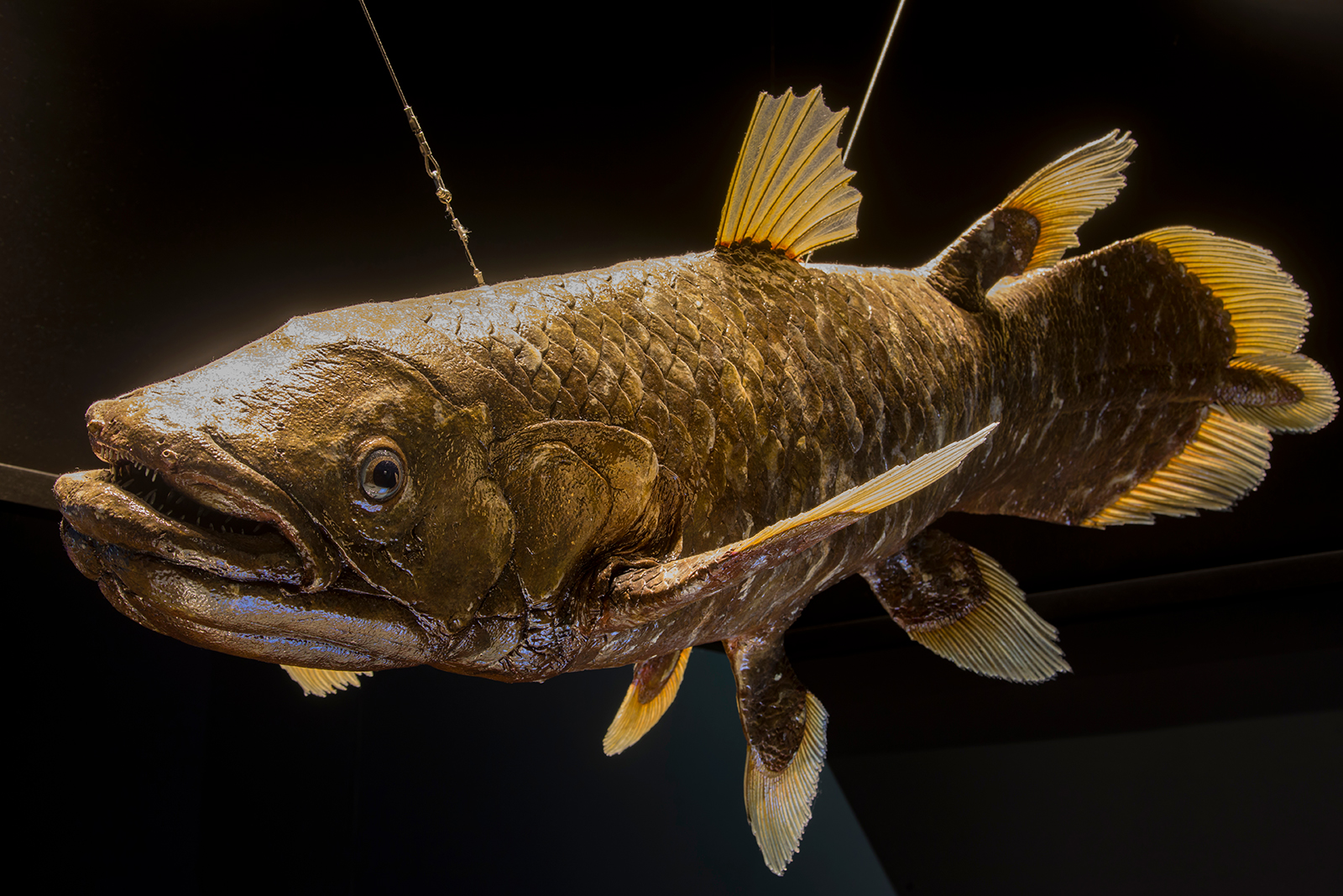 coelacanth