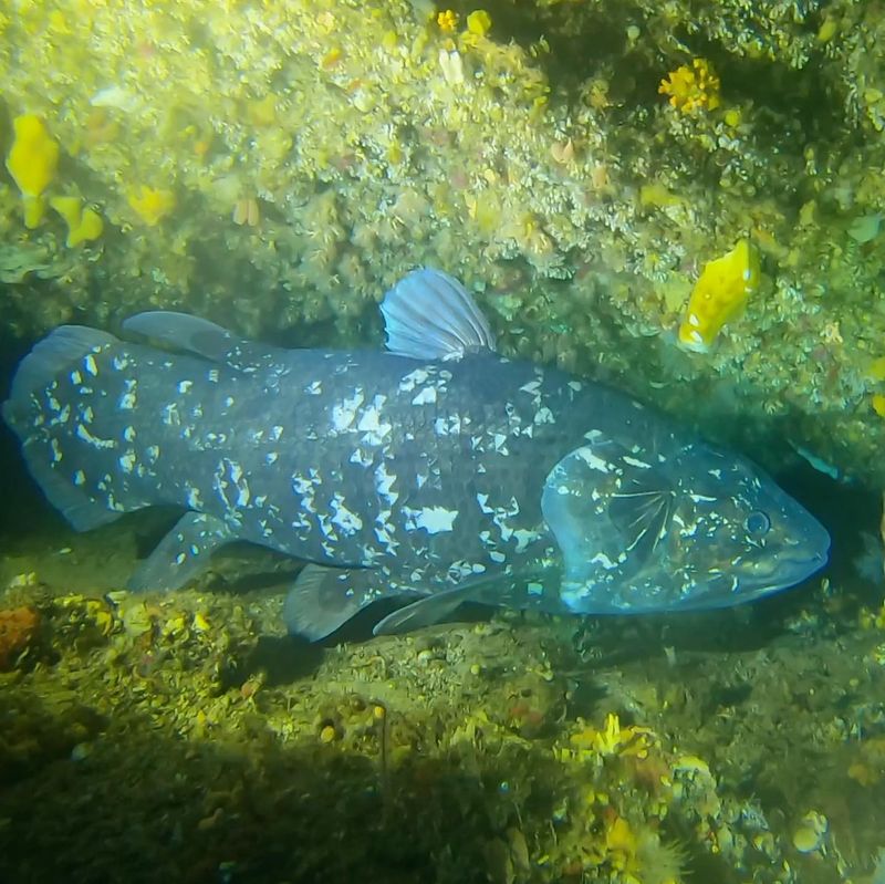 Coelacanth