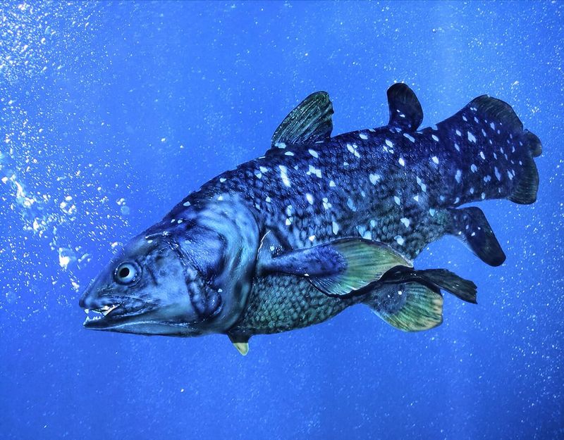 Coelacanth