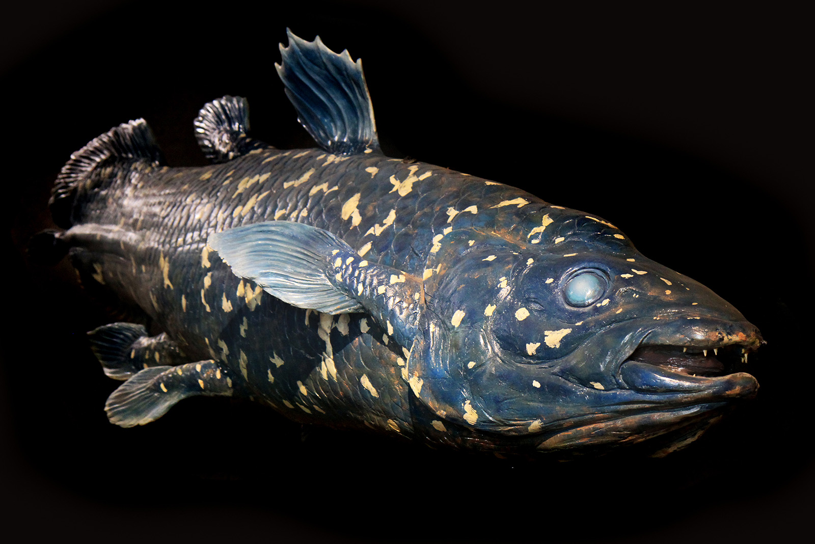 coelacanth