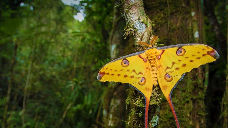 Comet Moth