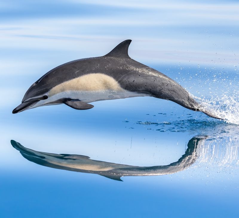 Common Dolphin