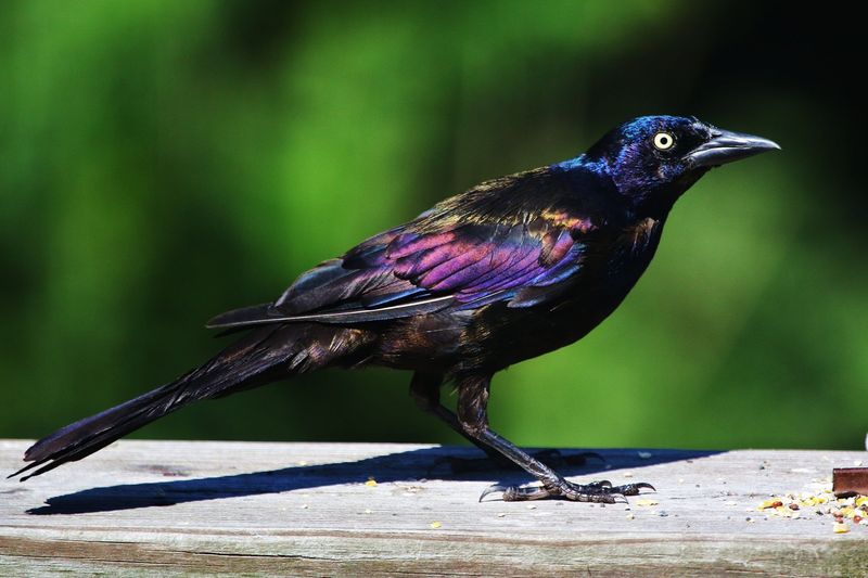 Common Grackle