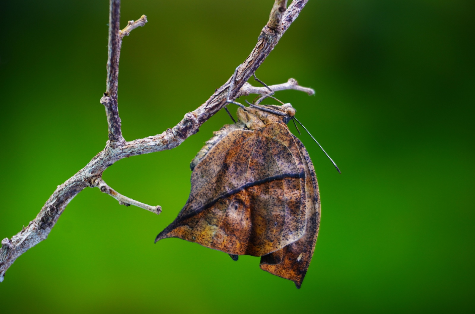 Common Leaf Butterfly