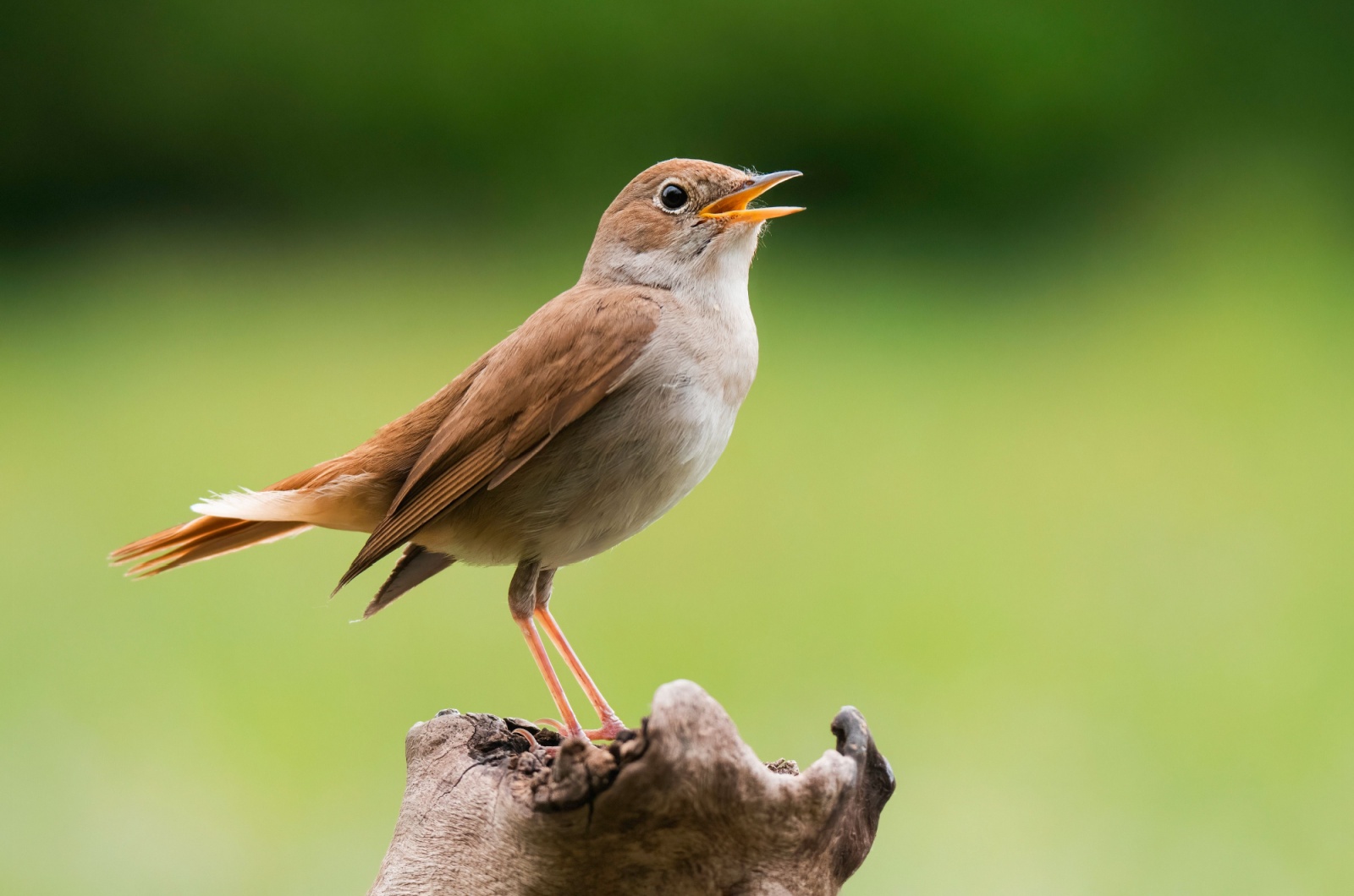 Common Nightingale