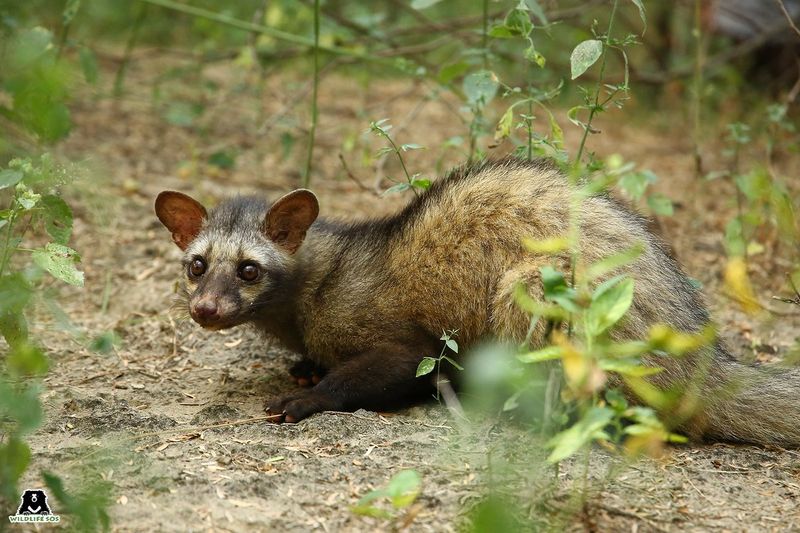 Common Palm Civet