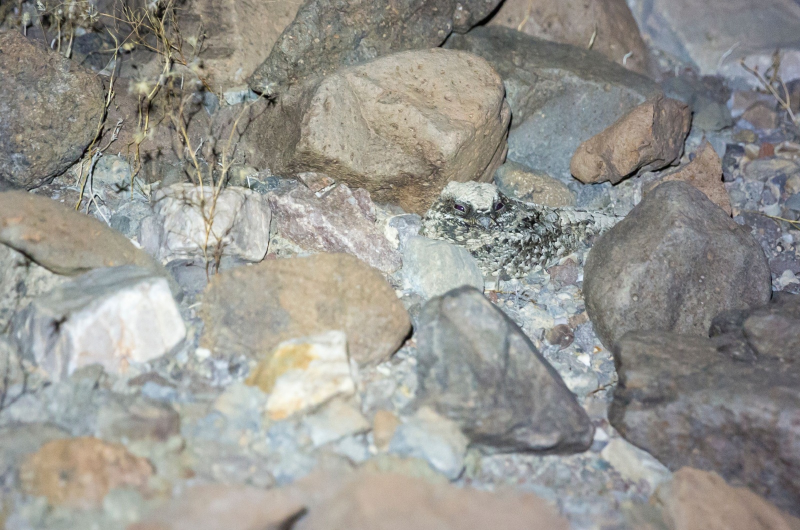 Common Poorwill in a cave