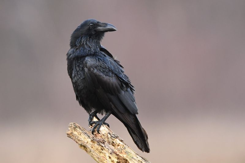 Common Raven