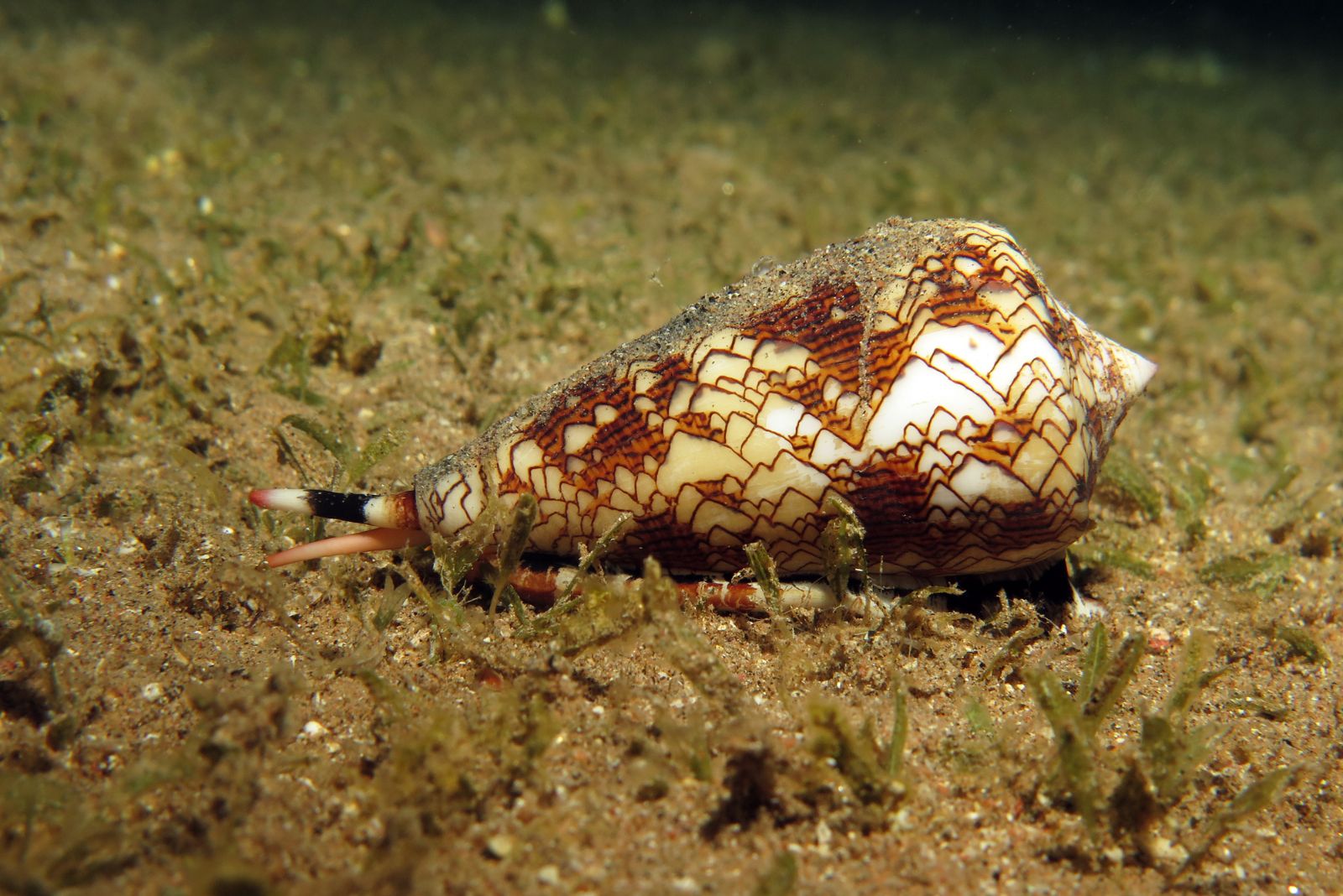 Cone Snail