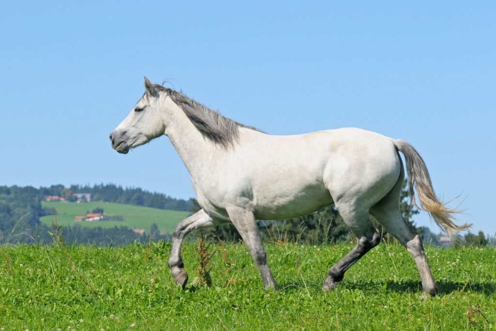 Connemara Pony