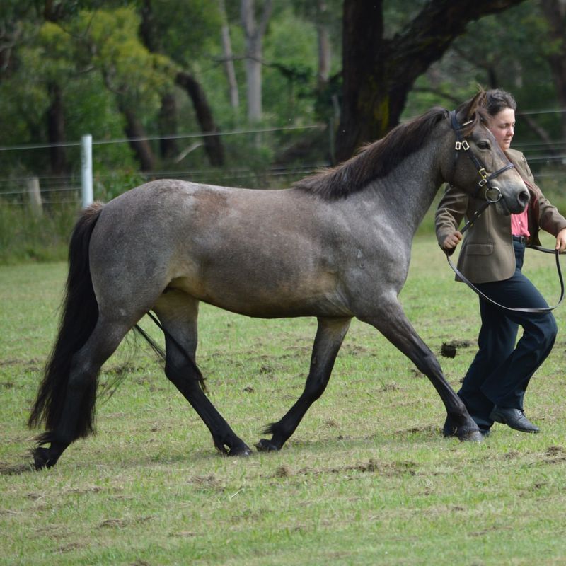 Connemara Pony