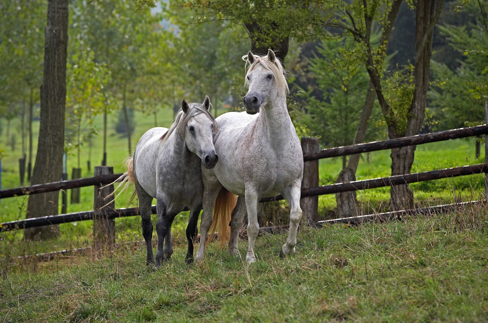 Connemara Pony