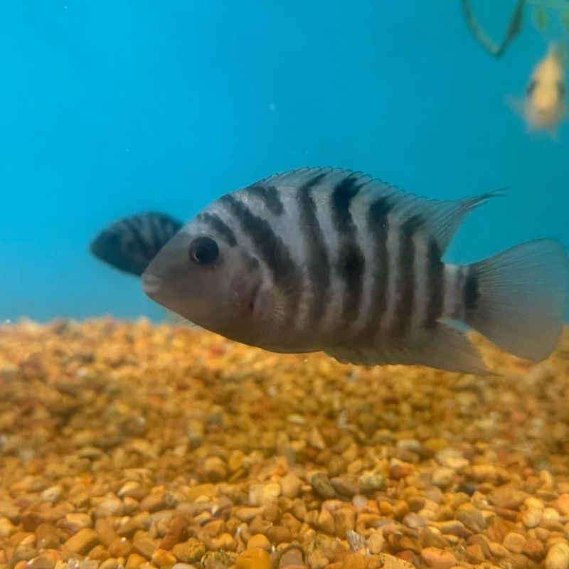 Convict Cichlid