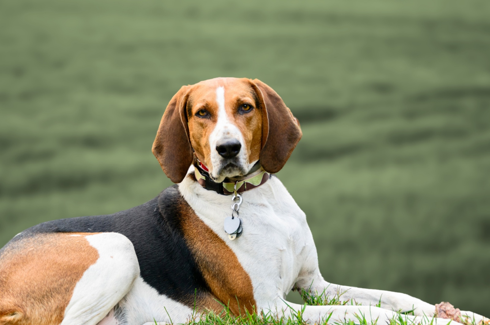 Coonhound