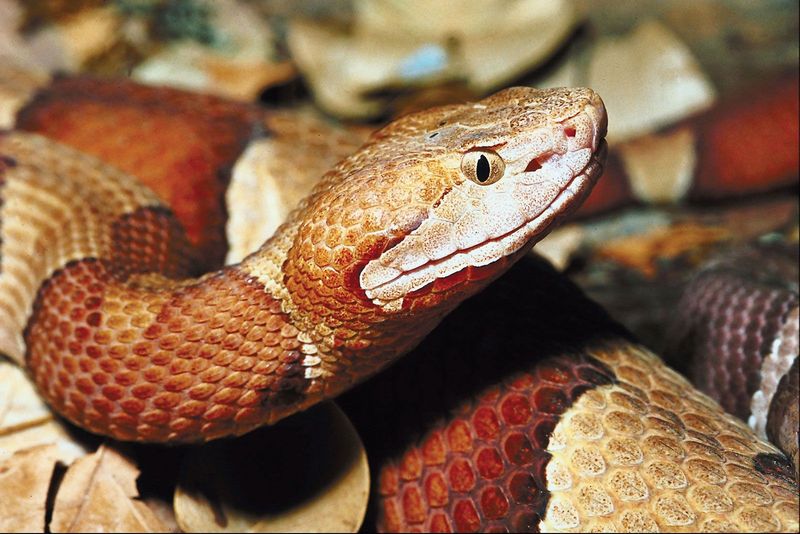 Copperhead Snake