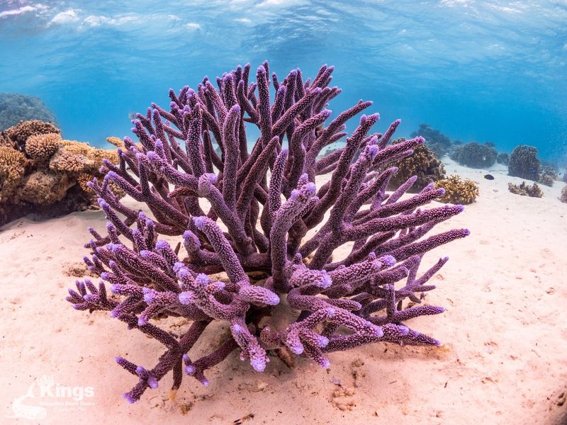 Coral