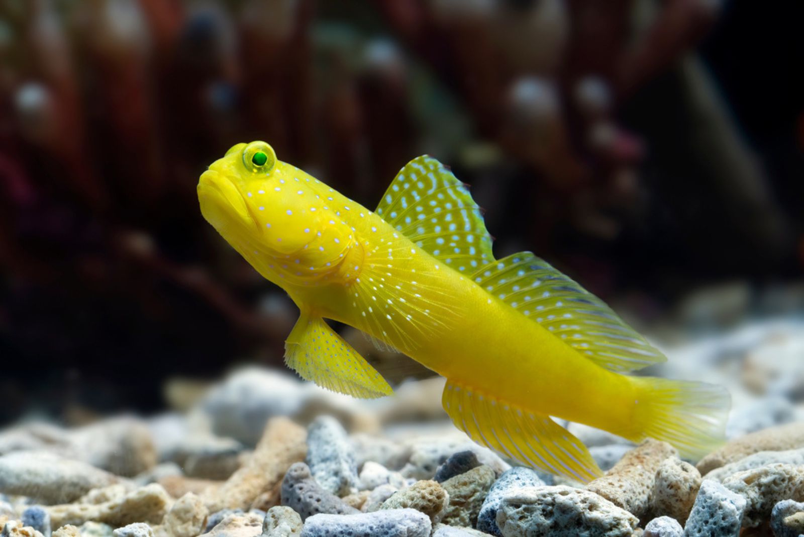 Coral Gobies