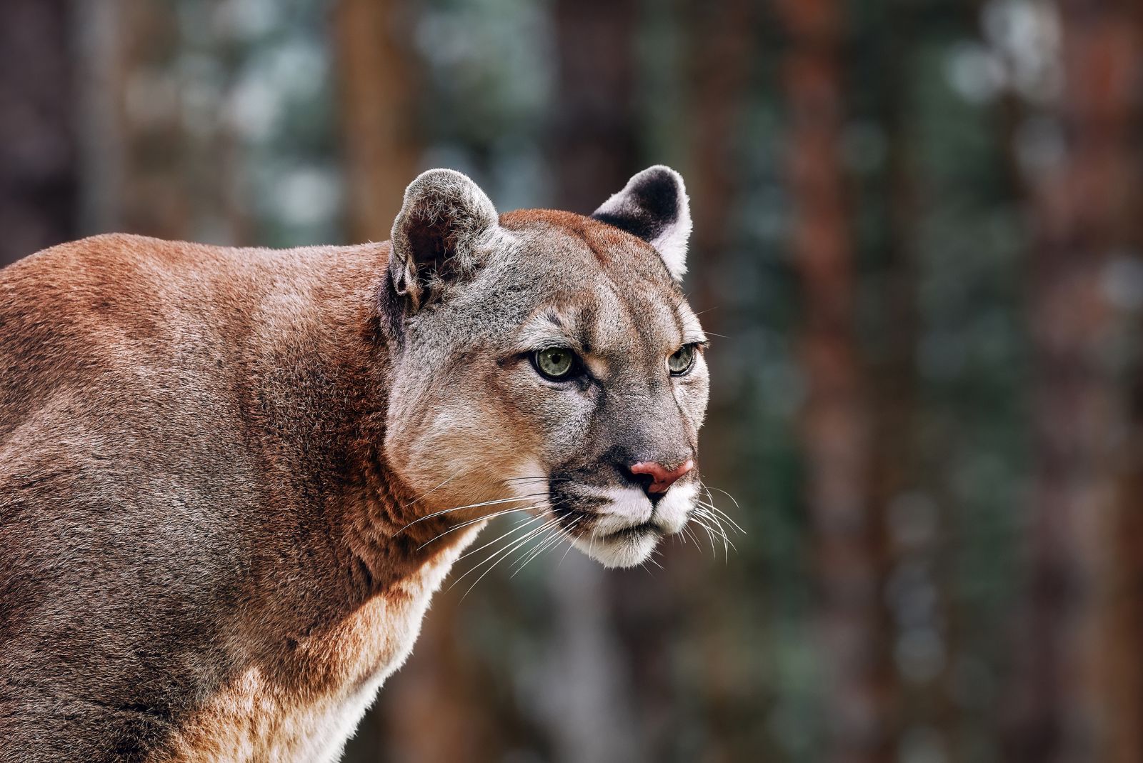 Cougar