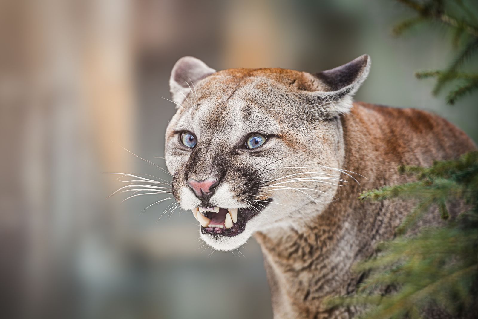 Cougar