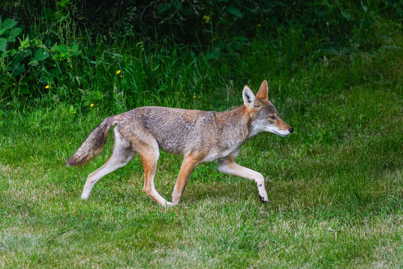 Coyote