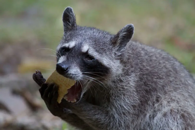 Crab-Eating Raccoon