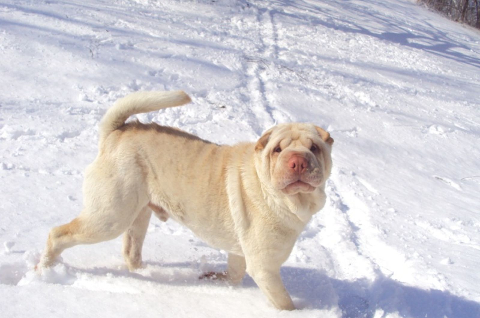 Cream Dilute Shar-Pei