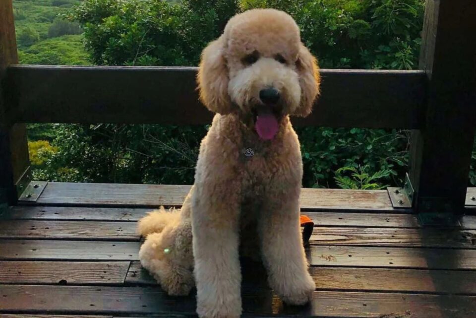 19 Gorgeous Poodle Coat Colors That Will Make You Fall In Love With The ...