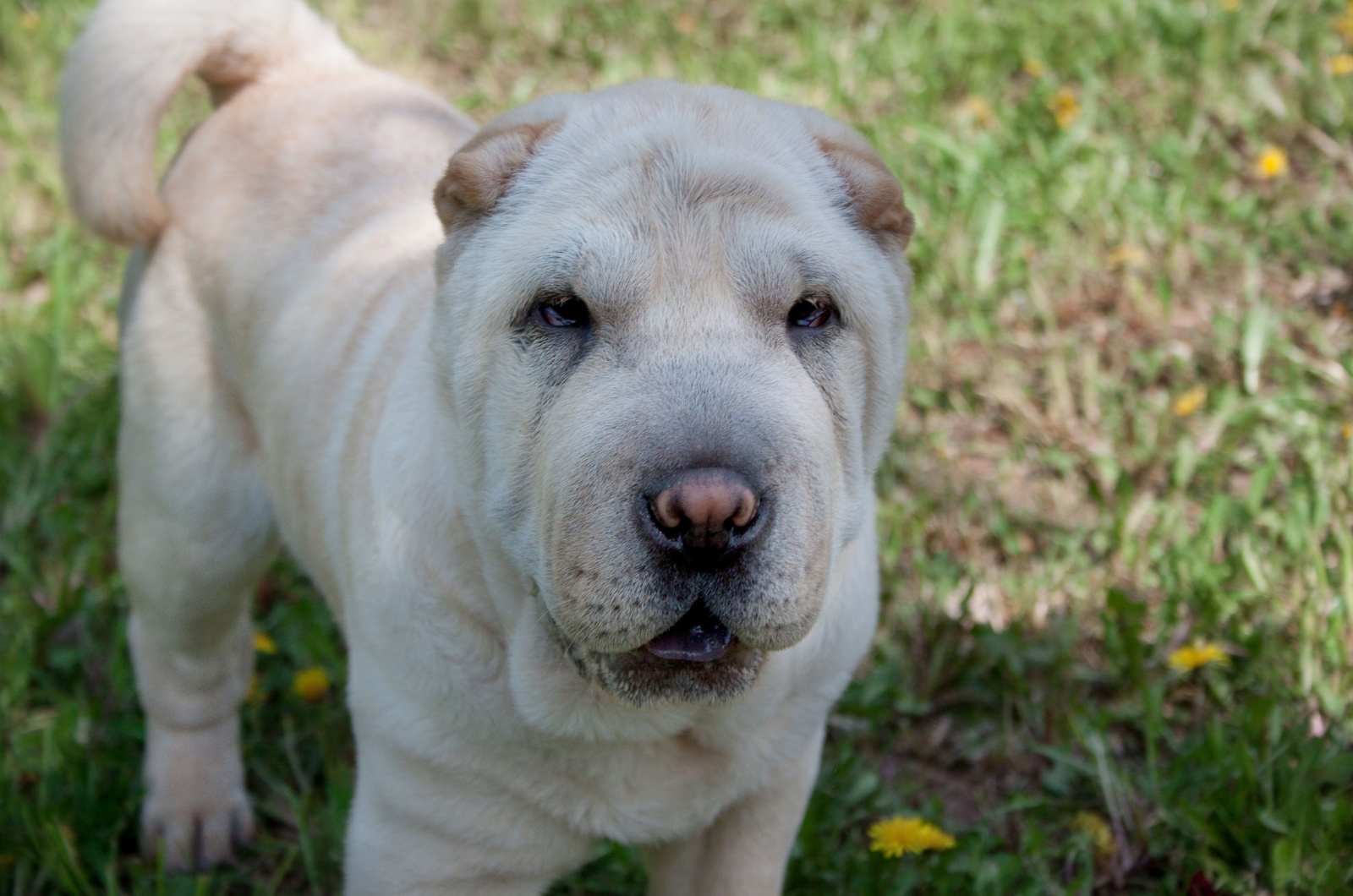 Cream Shar-Pei