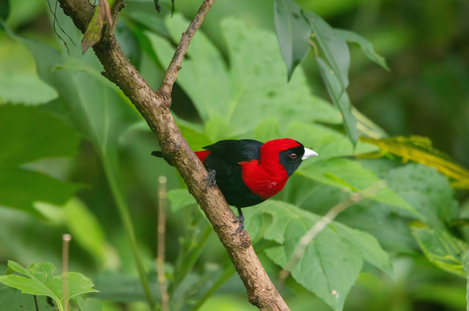 Crimson-collared Tanager