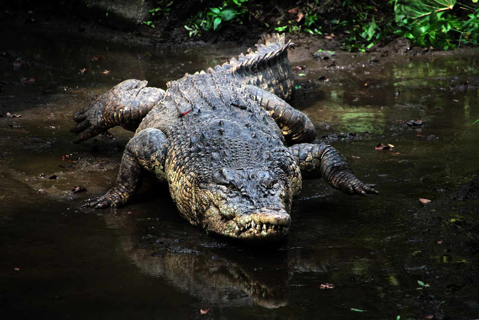 crocodile walking