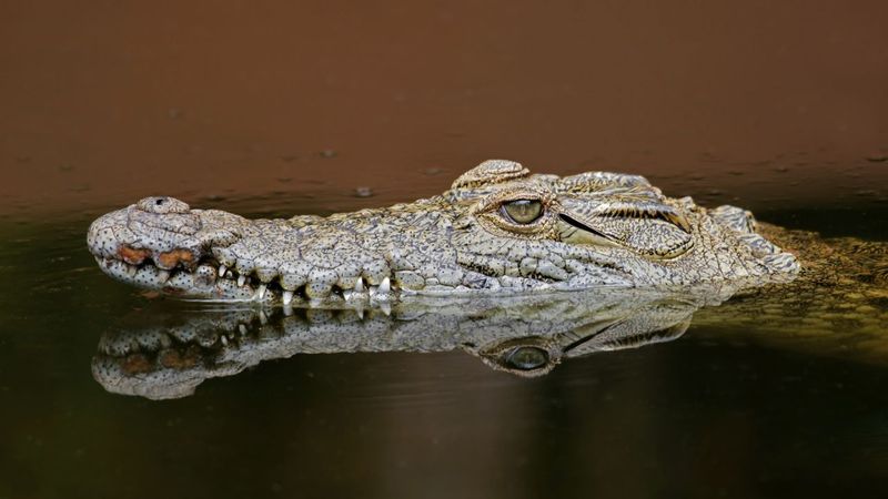 Crocodiles