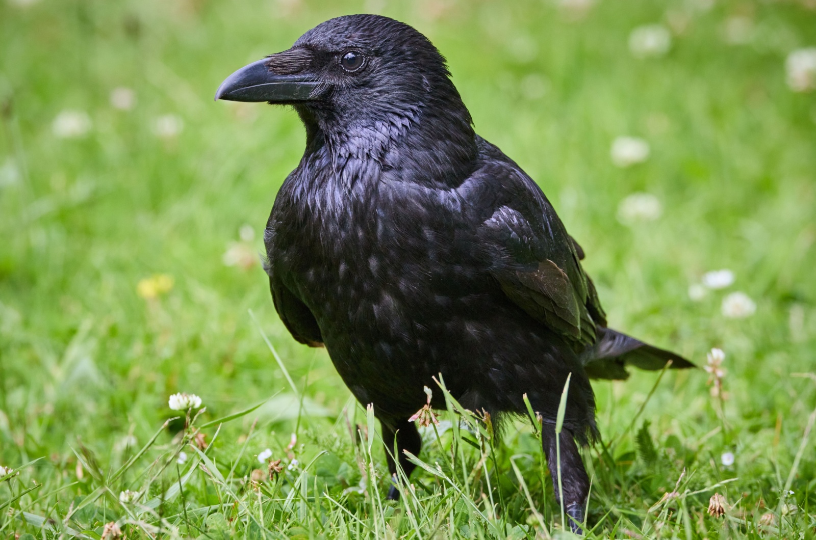 Crow