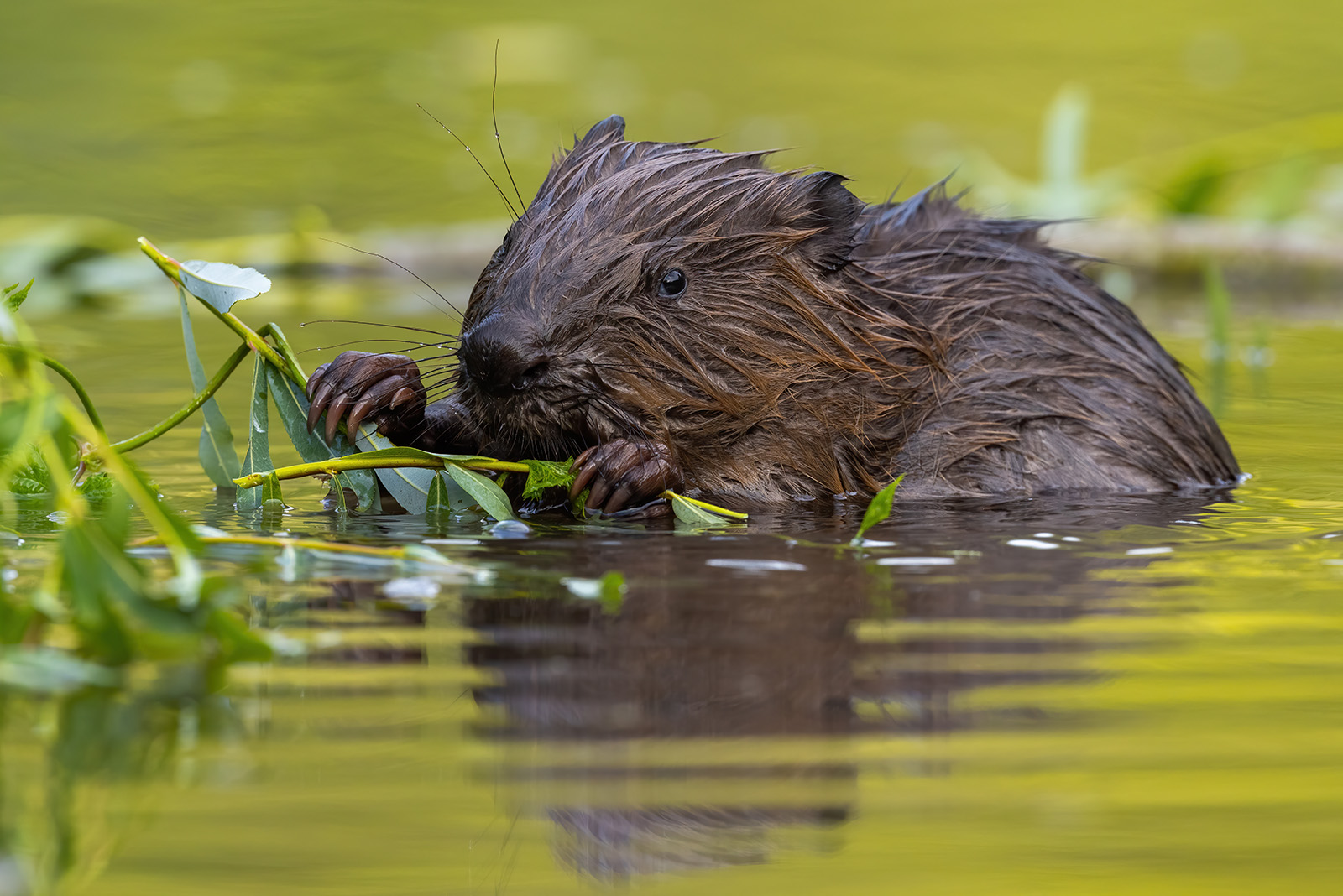 Cute beaver