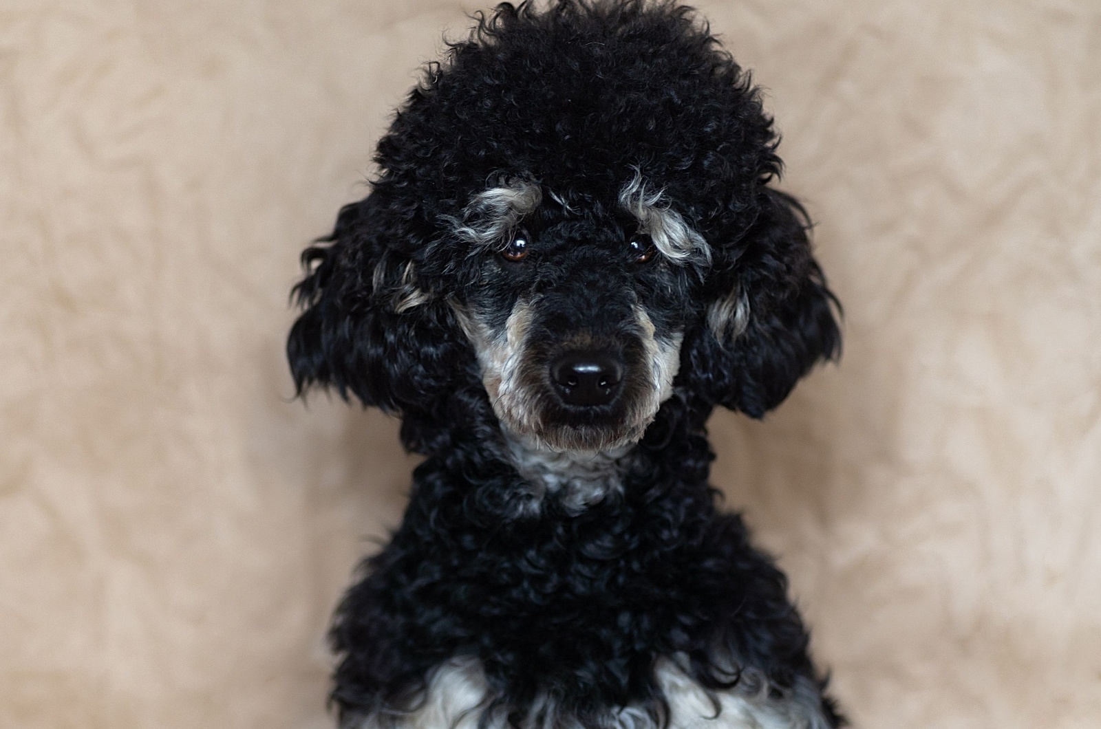 Cute Phantom poodle