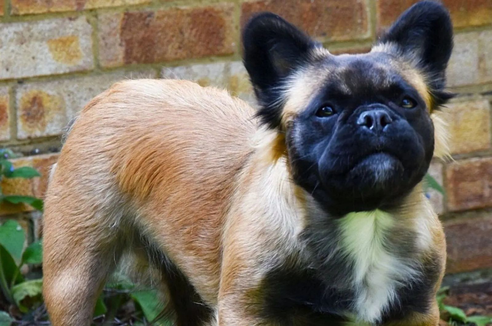 Cute brown long haired French Bulldog