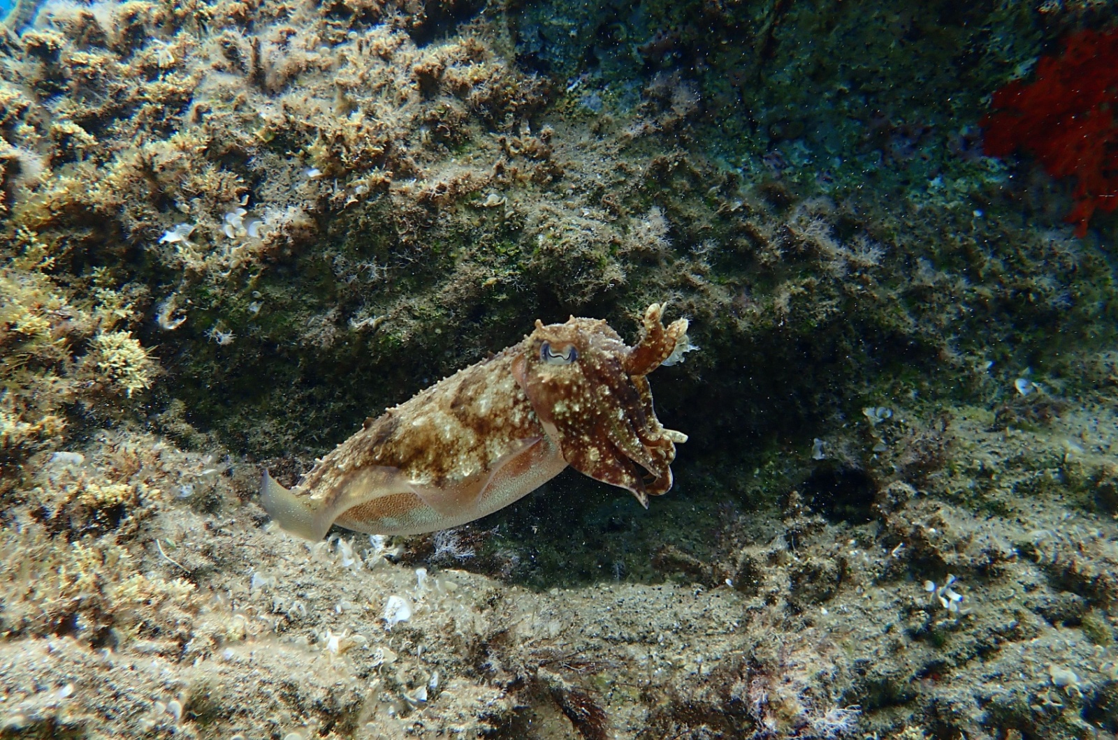 Cuttlefish