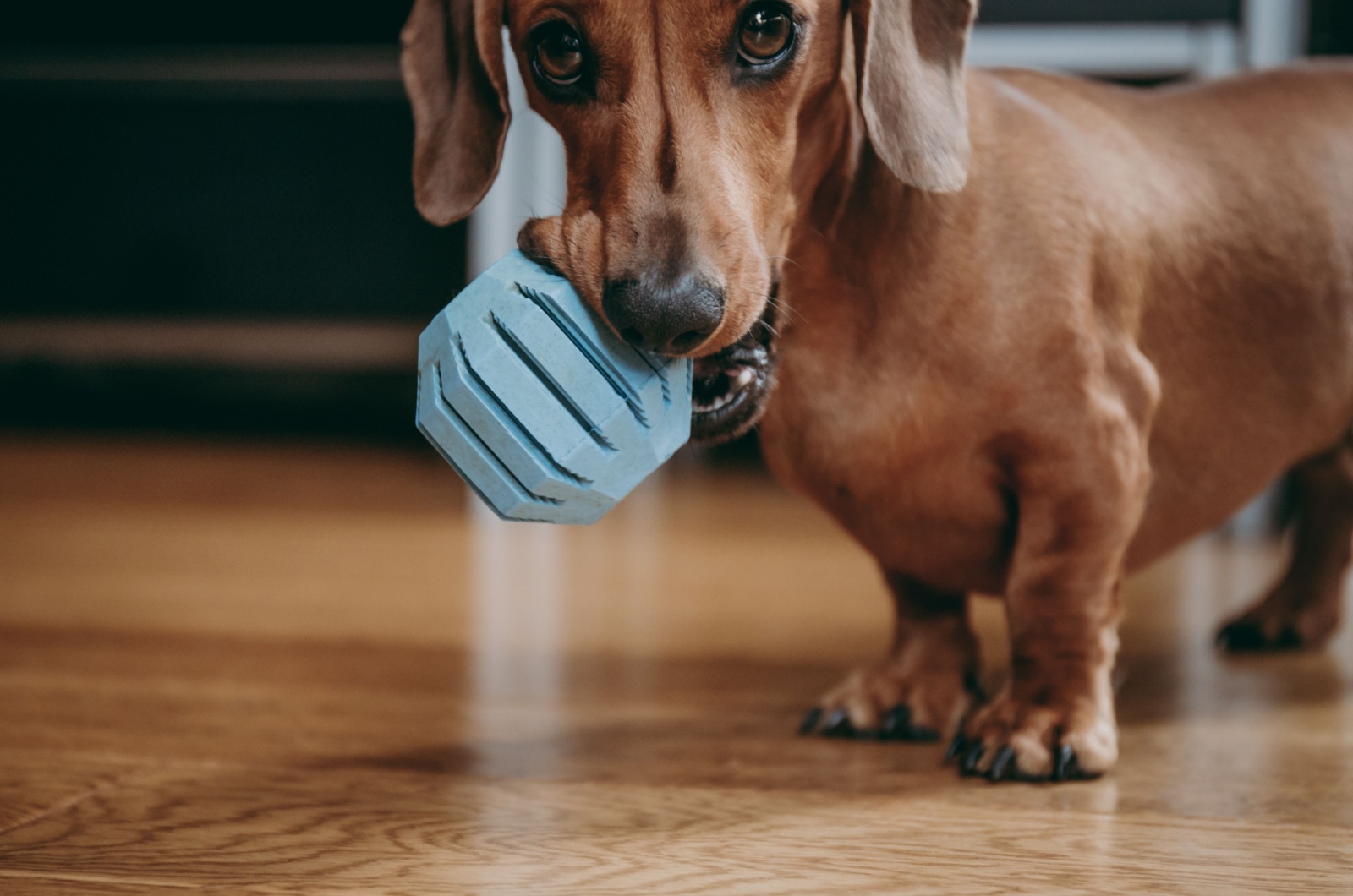 Dachshund and Chew Toy