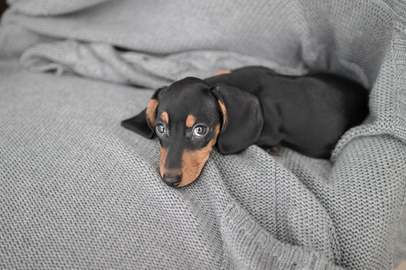 Dachshund