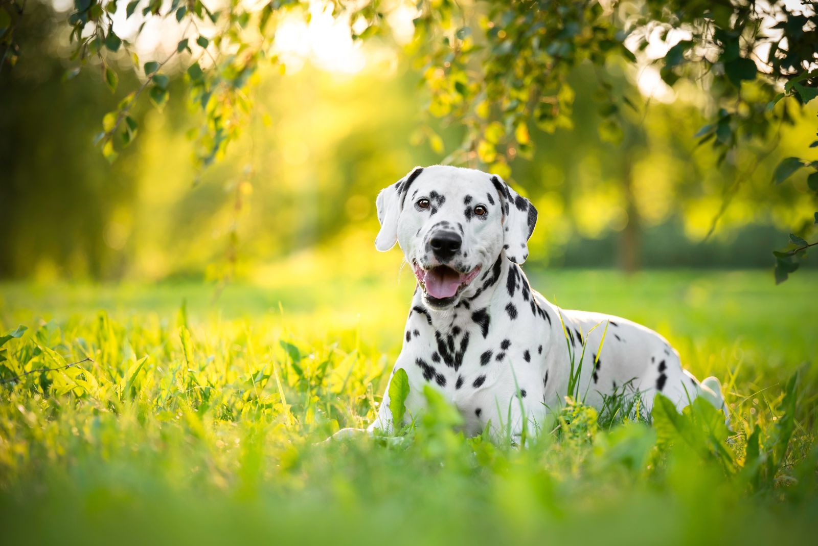 Dalmatian