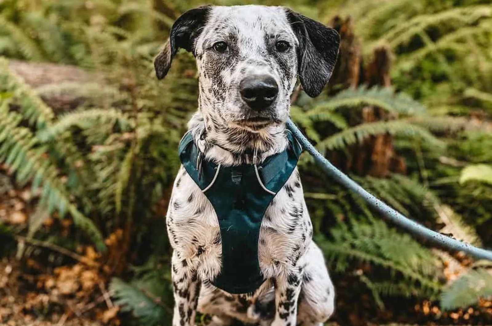 Dalmatian Heeler