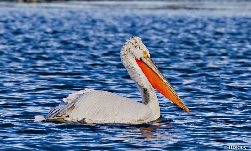 Dalmatian Pelican