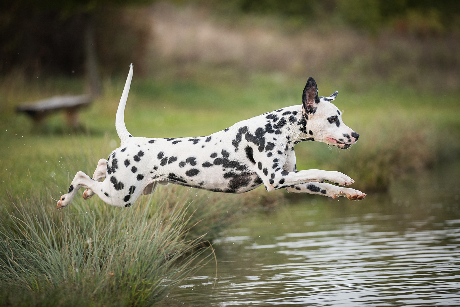 dalmatian dog