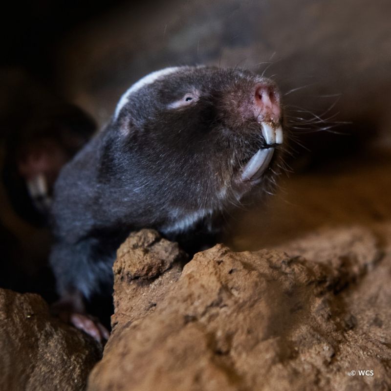 Damaraland Mole Rats