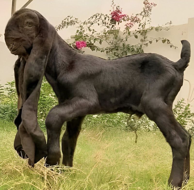 Damascus Goat