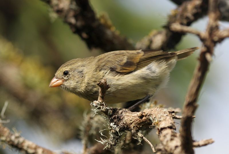 Darwin's Finch