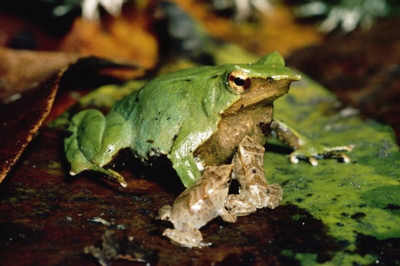 Darwin's Frog