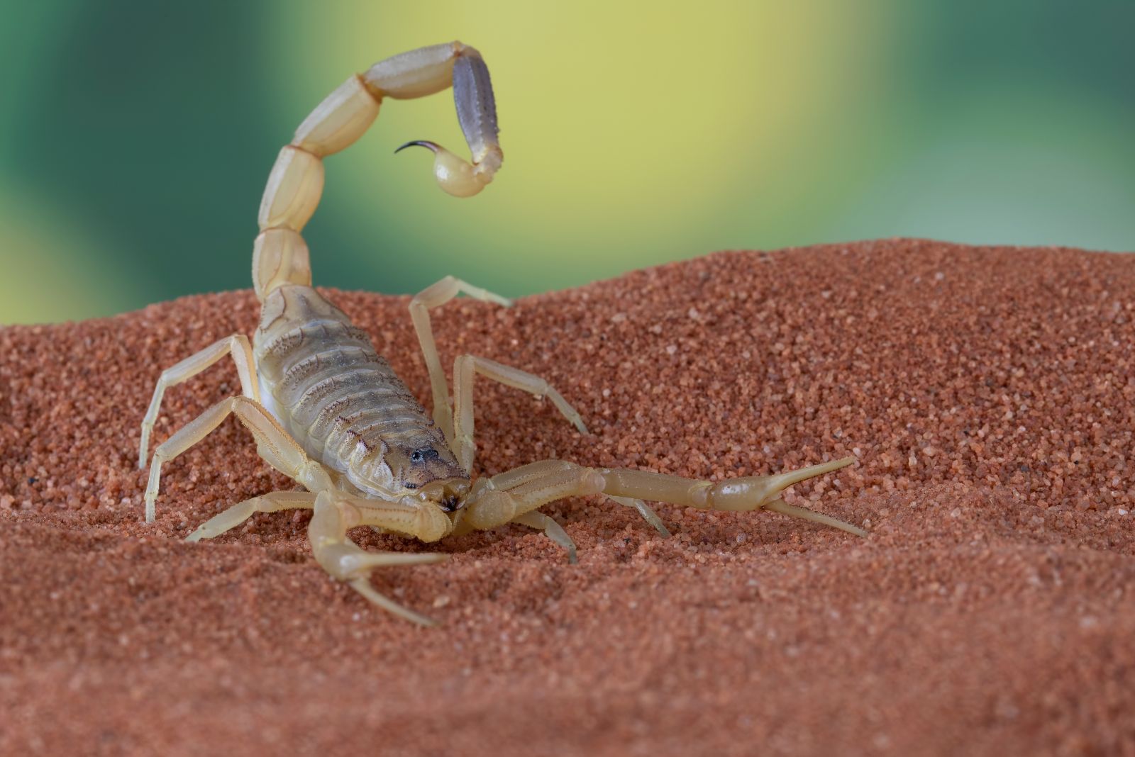 Deathstalker Scorpion