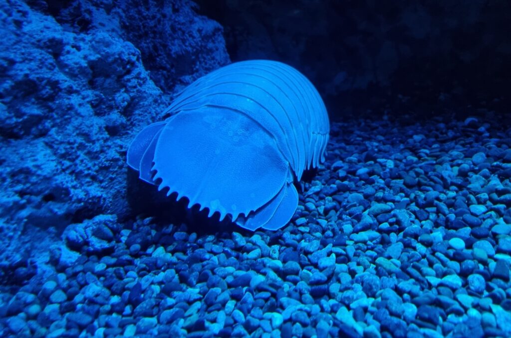 Deep Sea Isopod